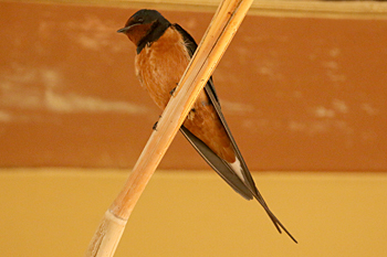 Barn Swallow (savignii)
