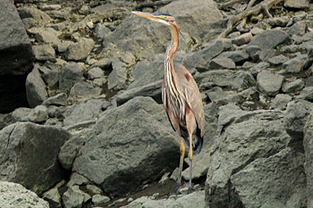 Purple Heron