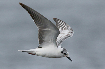 White-winged Tern