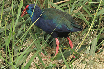 Purple [African] Swamphen