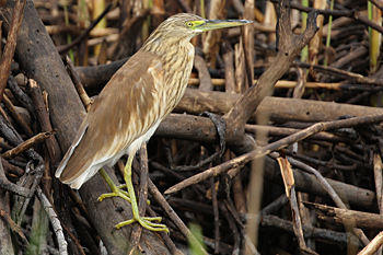 Squacco Heron