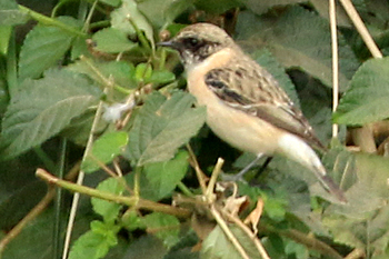 Siberian Stonechat