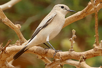 Desert Wheatear