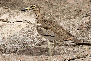 Senegal Thick-knee