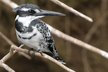 Pied Kingfisher