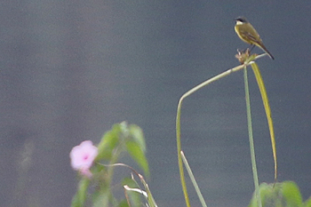 pygmaea Yellow Wagtail