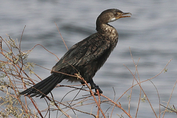 Reed Cormorant