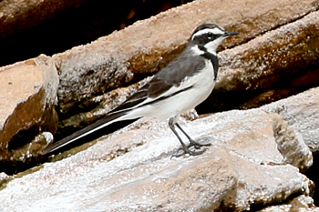 African Pied Wagtail