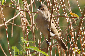 Clamorous Reed Warbler