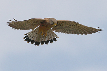 Common Kestrel