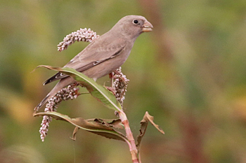 Trumpeter Finch