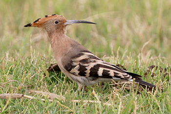 Hoopoe