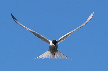 Common Tern