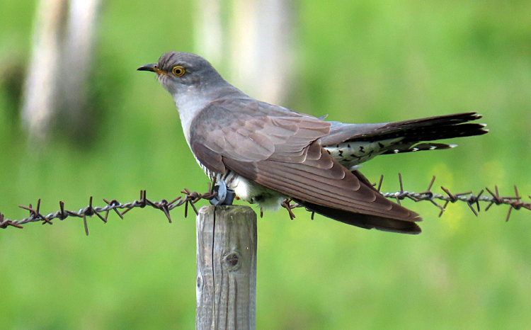 Cuckoo