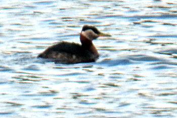 Red-necked Grebe