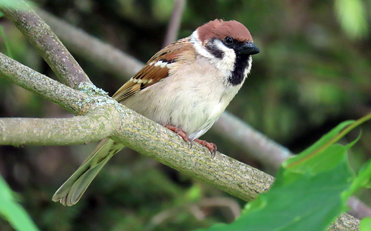 Tree Sparrow
