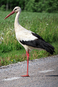 White Stork