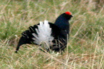 Black Grouse