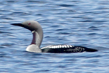 Black-throated Diver