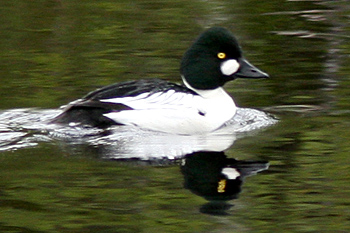 Displaying Goldeneye