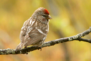 Redpoll