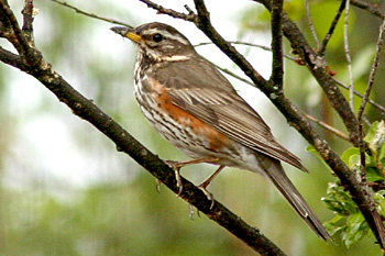 Redwing