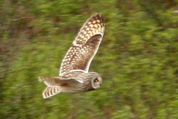 Short-eared Owl
