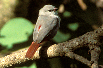 Lavender Waxbill