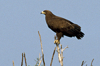 Greater Spotted Eagle