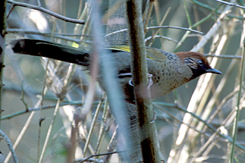 Chestnut-crowned Laughingthrush