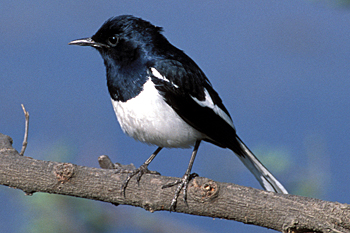 Asian Magpie-robin