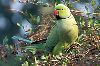 Rose-ringed Parakeet