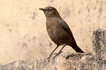 Brown Rock Chat