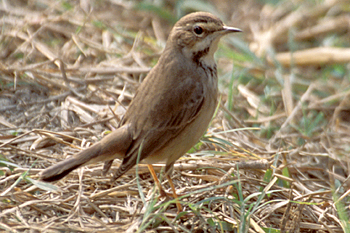 Bluethroat