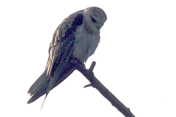 Black-winged Kite