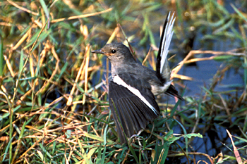 Asian Magpie-robin