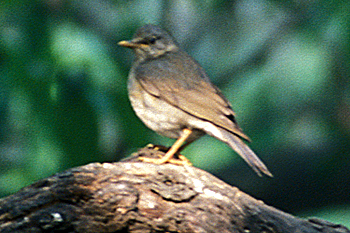 Tickell's Thrush