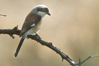 Bay-backed Shrike