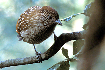 Striated Laughingthrush