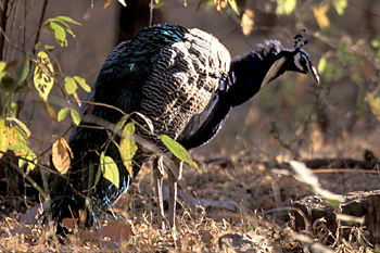 Indian Peafowl