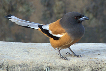 Indian Treepie