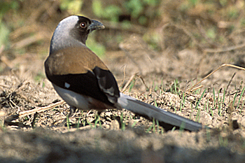 Grey Treepie