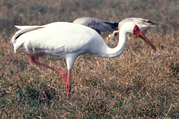 Siberian Crane