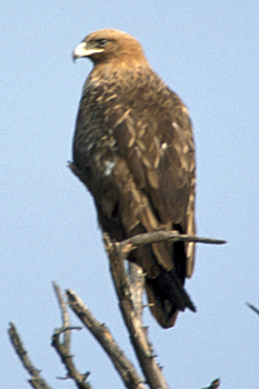 Tawny Eagle