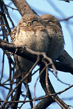 Spotted Owlets