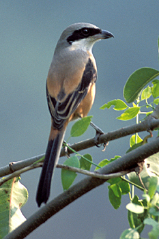 Long-tailed Shrike