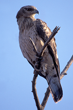 Crested Honey Buzzard