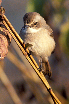 Grey Bushchat