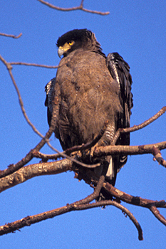 Crested Serpent Eagle