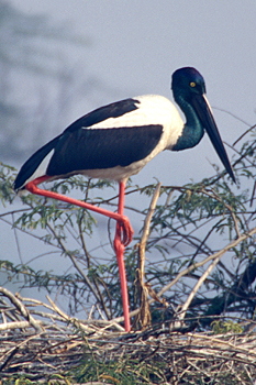 Black-necked Stork